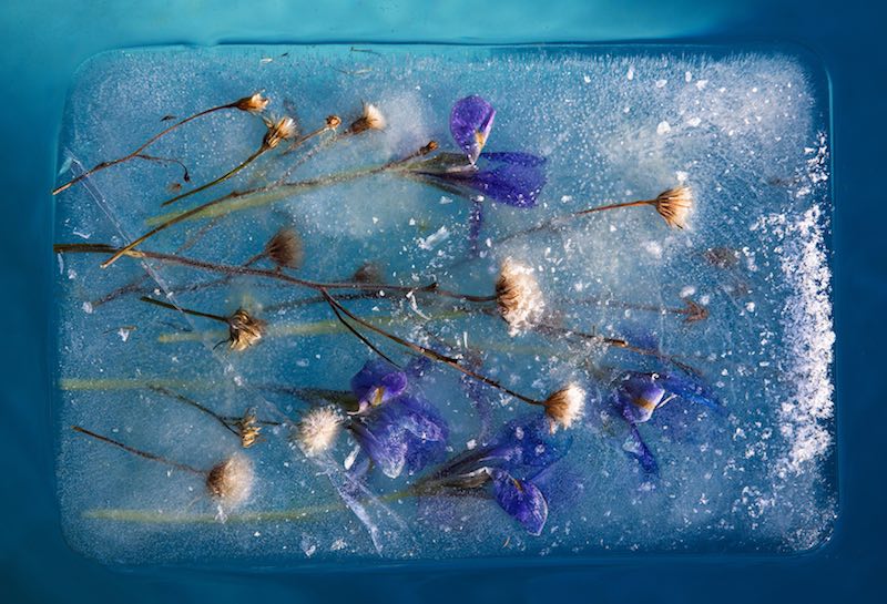 Flores Congeladas (3) | Refineria de Caballeros
